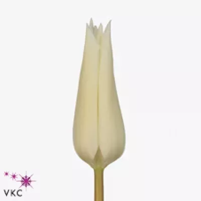 Tulipán LI TRES CHIC 27cm/22g