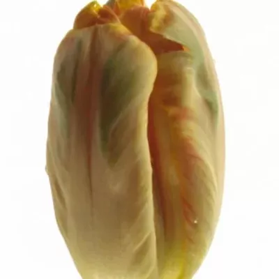 Tulipán PA APRICOT PARROT