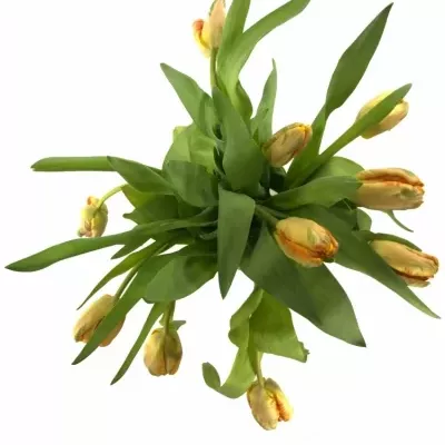 Tulipán PA APRICOT PARROT