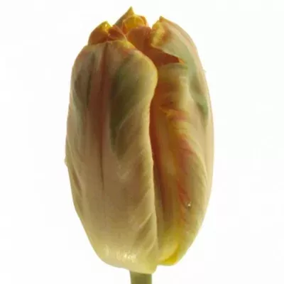 Tulipán PA APRICOT PARROT 42cm/38g