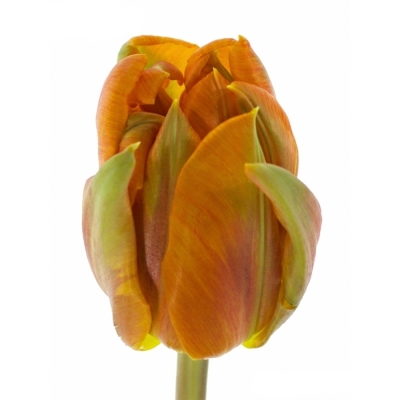 Tulipán PA AVIGNON PARROT 58cm/70g