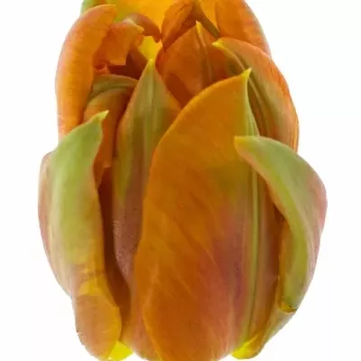 Tulipán PA AVIGNON PARROT 27cm/26g