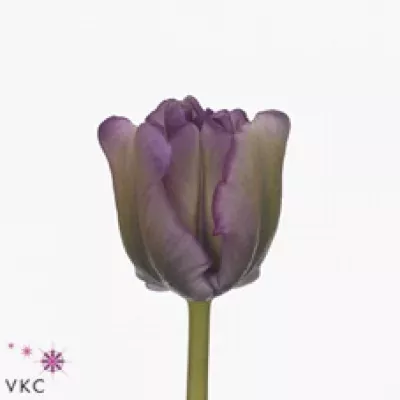Tulipán PA BLUE PARROT