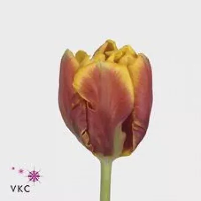 Tulipán PA BRIGHT PARROT