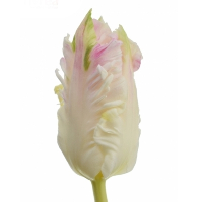 Tulipán PA CABANNA
