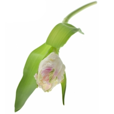 Tulipán PA CABANNA
