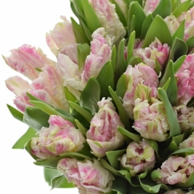 Tulipán PA CABANNA