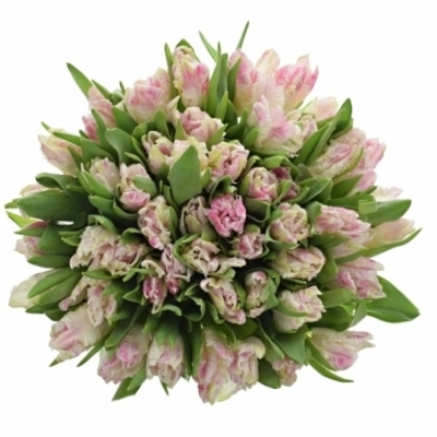 Tulipán PA CABANNA