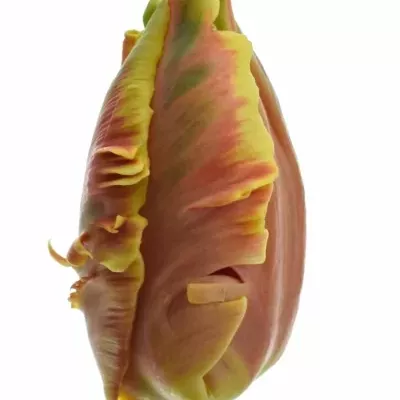 Tulipán PA DEE JAY PARROT 30cm/20g