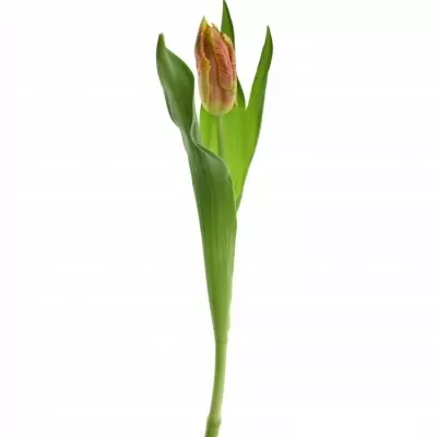 Tulipán PA DEE JAY PARROT 30cm/20g