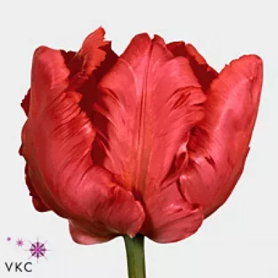 Tulipán PA ERNA LINDGREEN 42cm/35g