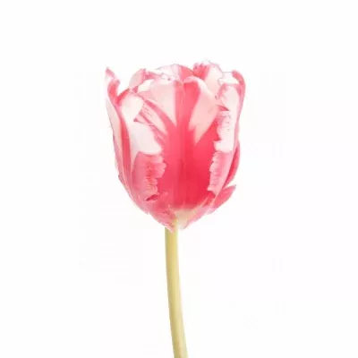 Tulipán PA ESTELLA RIJNVELD 30cm / 20g