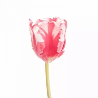 Tulipán PA ESTELLA RIJNVELD 30cm/20g