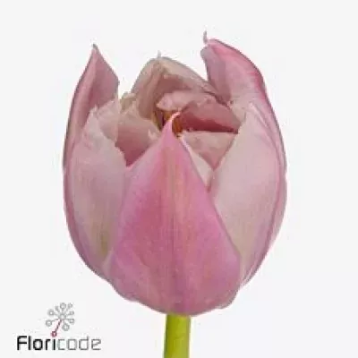 Tulipán PA FAVOURITE PRICE 42cm/30g