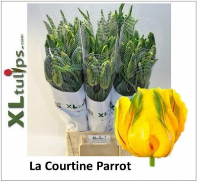Tulipán PA LA COURTINE PARROT 60cm/60g XL