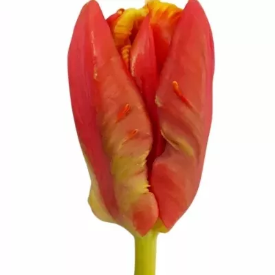 Tulipán PA LUCKY PARROT 30cm/27g