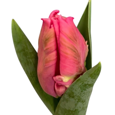 Tulipán PA MARVEL PARROT 34 cm / 28 g