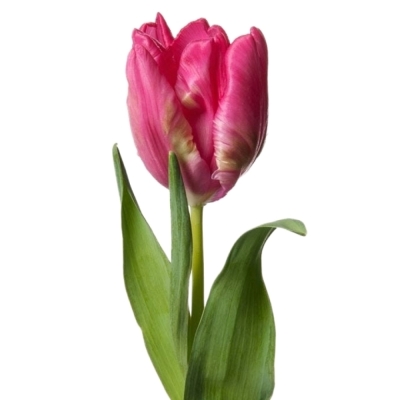 Tulipán PA MARVEL PARROT