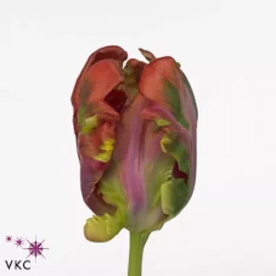 Tulipán PA ORANGE AIR