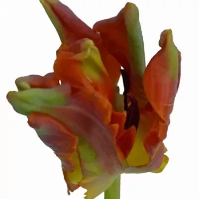 Tulipán PA ORANGE ROCOCO 32cm/20g