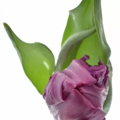 Tulipán PA PARROT PRINCE 32cm / 34g