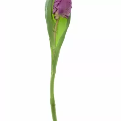 Tulipán PA PARROT PRINCE 32cm/34g