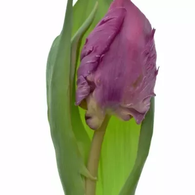 Tulipán PA PARROT PRINCE 32cm/34g