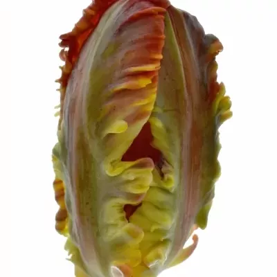 Tulipán PA ROCOCO 30cm/16g