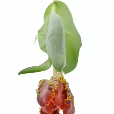 Tulipán PA ROCOCO 30cm/16g