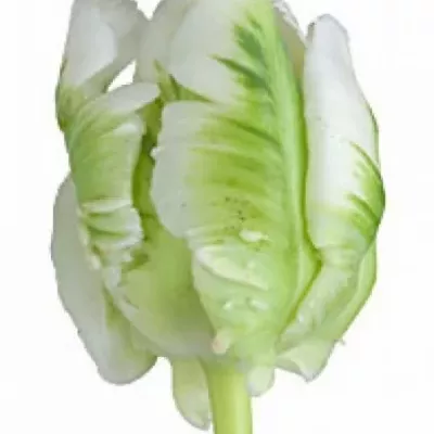 Tulipán PA SUPER PARROT 36cm / 30g
