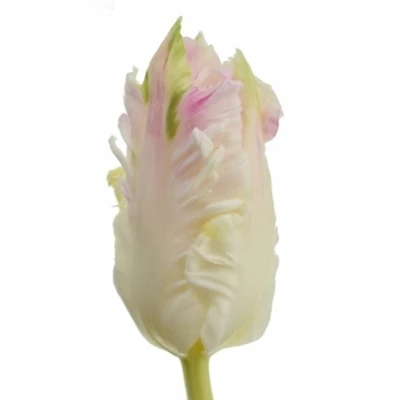 Tulipán PA ZAMBESI 30 cm / 28 g