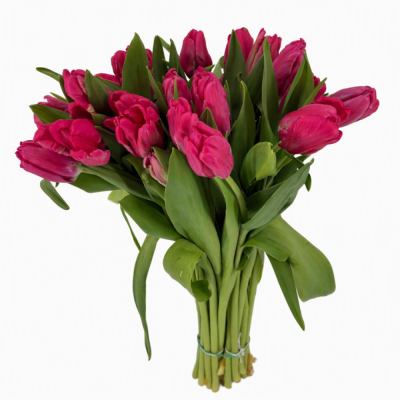 Tulipán PARROT CERISE PARROT