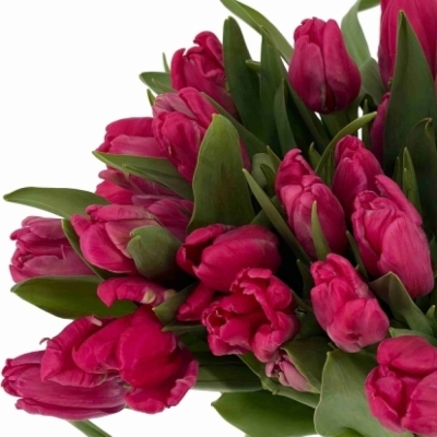 Tulipán PARROT CERISE PARROT