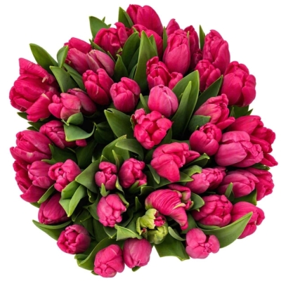 Tulipán PARROT CERISE PARROT