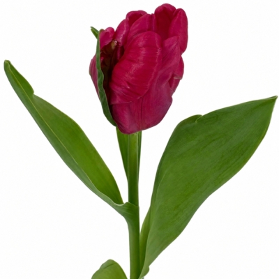 Tulipán PARROT CERISE PARROT