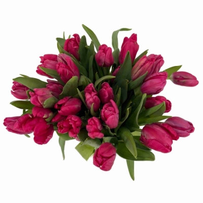 Tulipán PARROT CERISE PARROT