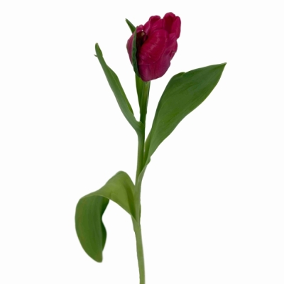 Tulipán PARROT CERISE PARROT