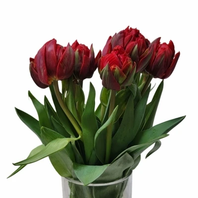 Tulipán plnokvětý DU RED PRINCESS