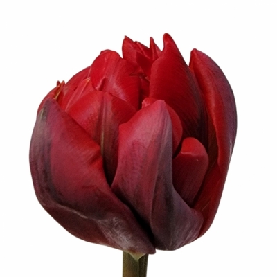 Tulipán plnokvětý DU RED PRINCESS