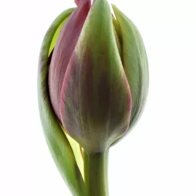 Tulipán plnokvětý DU RED PRINCESS