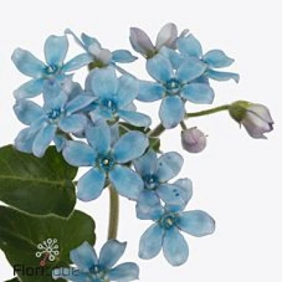 Tvídie COERULEUM BRIDAL VICTORIA