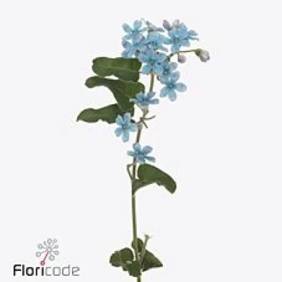 Tvídie COERULEUM BRIDAL VICTORIA 50 cm