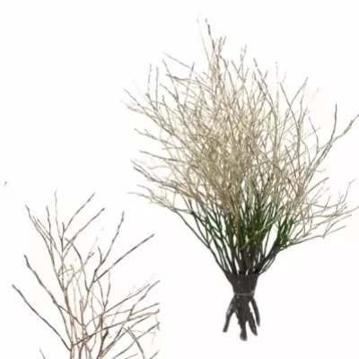 VACCINIUM PLATINUM 50cm 