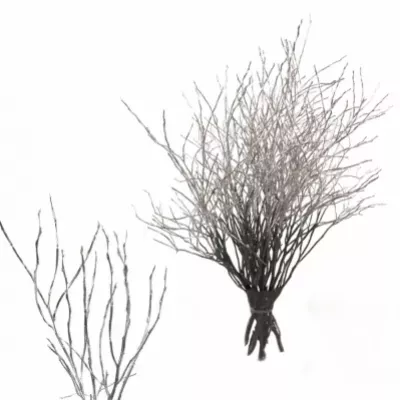 VACCINIUM SILVER 50cm 