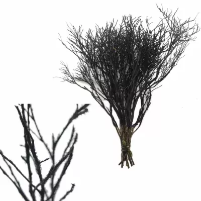 Borůvčí vločka černé