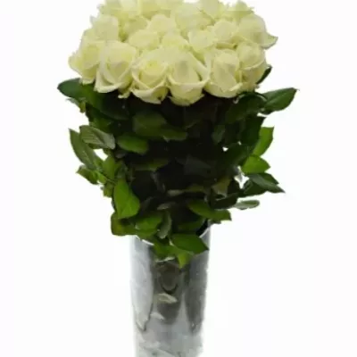 Valentýnská dlouhá růže AVALANCHE