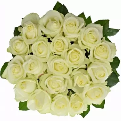 Valentýnská dlouhá růže AVALANCHE