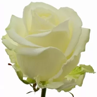 Valentýnská dlouhá růže AVALANCHE