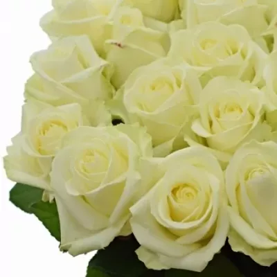 Valentýnská dlouhá růže AVALANCHE