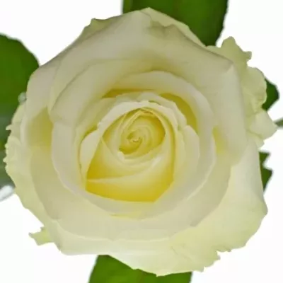 Valentýnská dlouhá růže AVALANCHE
